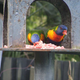 Illustration for article titled Bird Experts "Horrified" To Discover Meat-Eating Rainbow Lorikeets